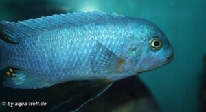 Metriaclima fainzilberi 'Mara Rocks'